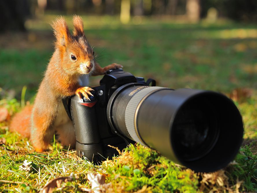 Fotoğrafçılık-Foto Safari